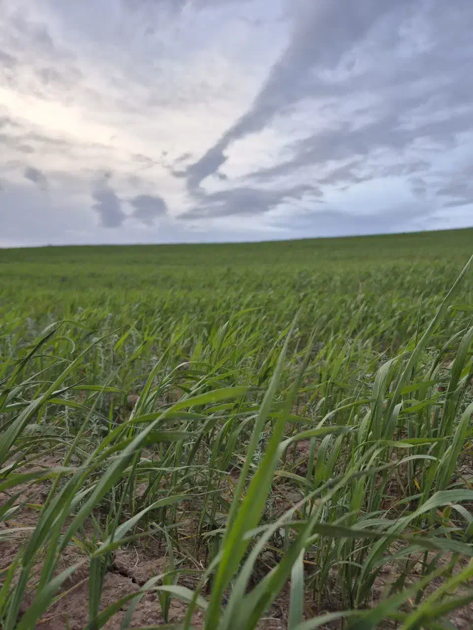 زمین کشاورزی وباغ با آب دائمی|اجارهٔ دفتر صنعتی، کشاورزی، تجاری|هشترود, |دیوار