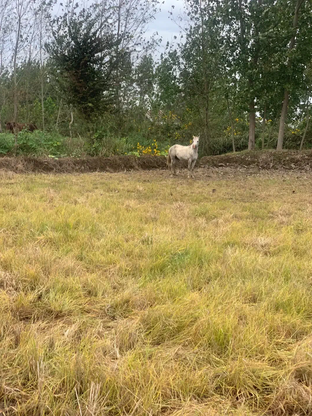 اسب|اسب و تجهیزات اسبسواری|املش, |دیوار