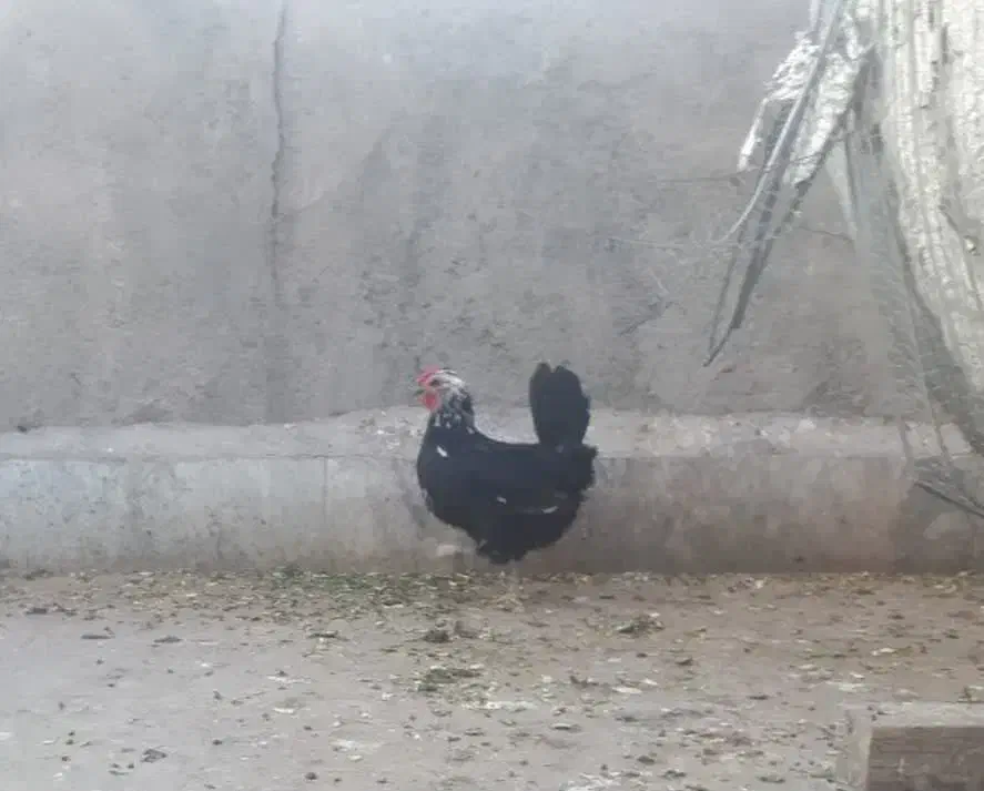 مرغ محلی|حیوانات مزرعه|مشهد, هدایت|دیوار