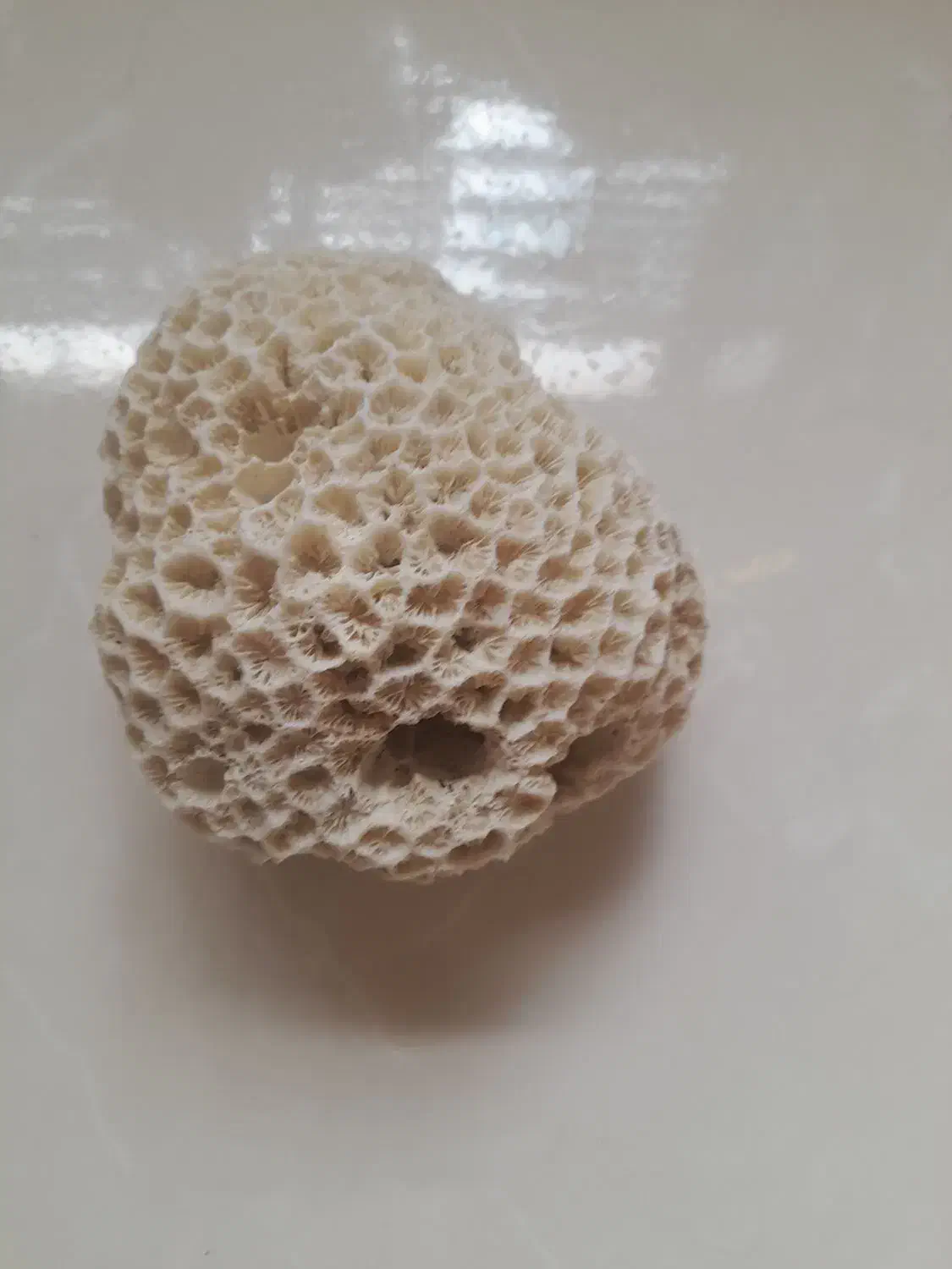 سنگ اکواریم معاوضه با مرغ یا جوجه|ماهی|شاهین‌شهر, خانه کارگر|دیوار