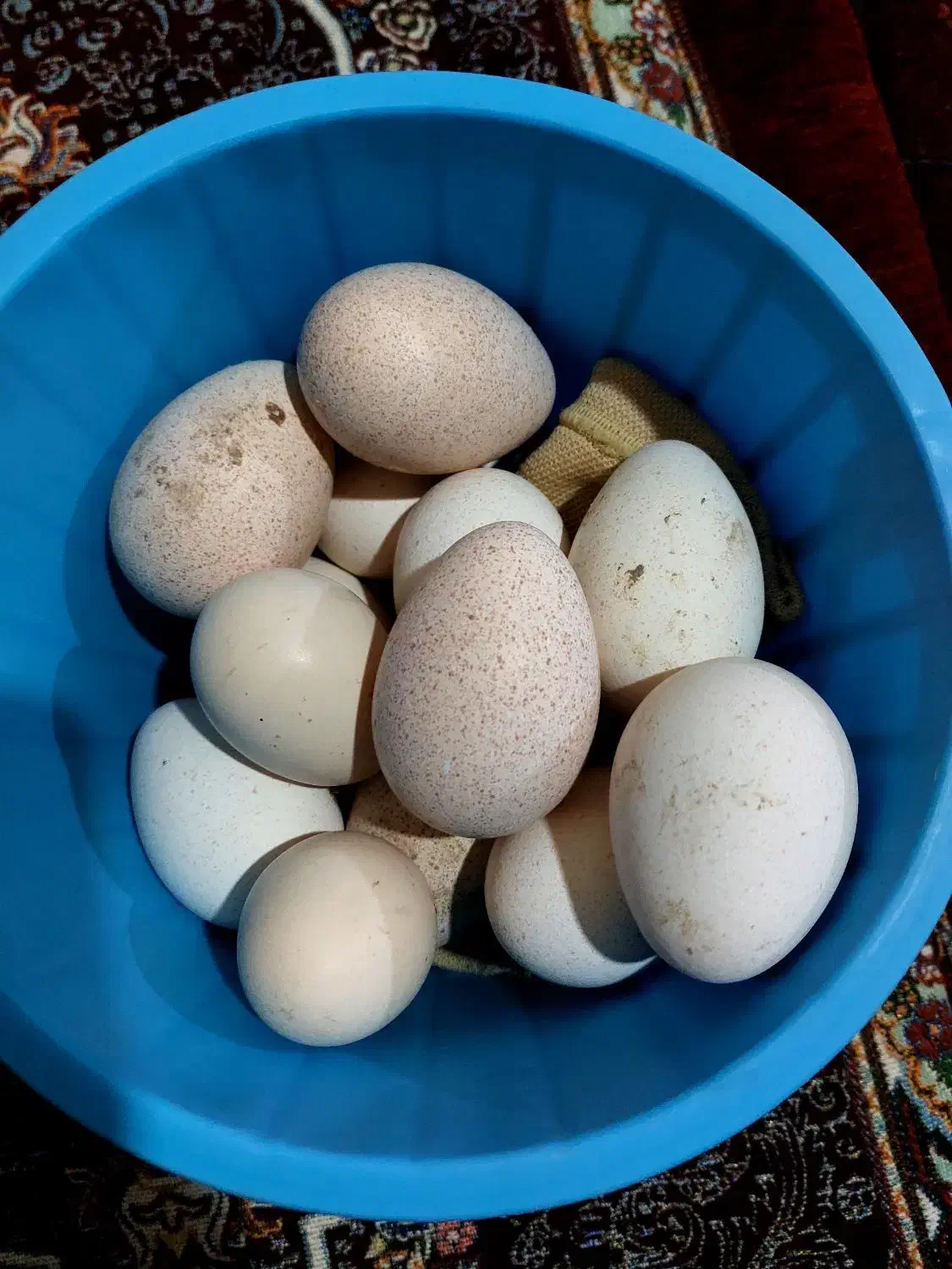 تخم نطفه دار بوقلمون|حیوانات مزرعه|شیراز, کوشک میدان|دیوار