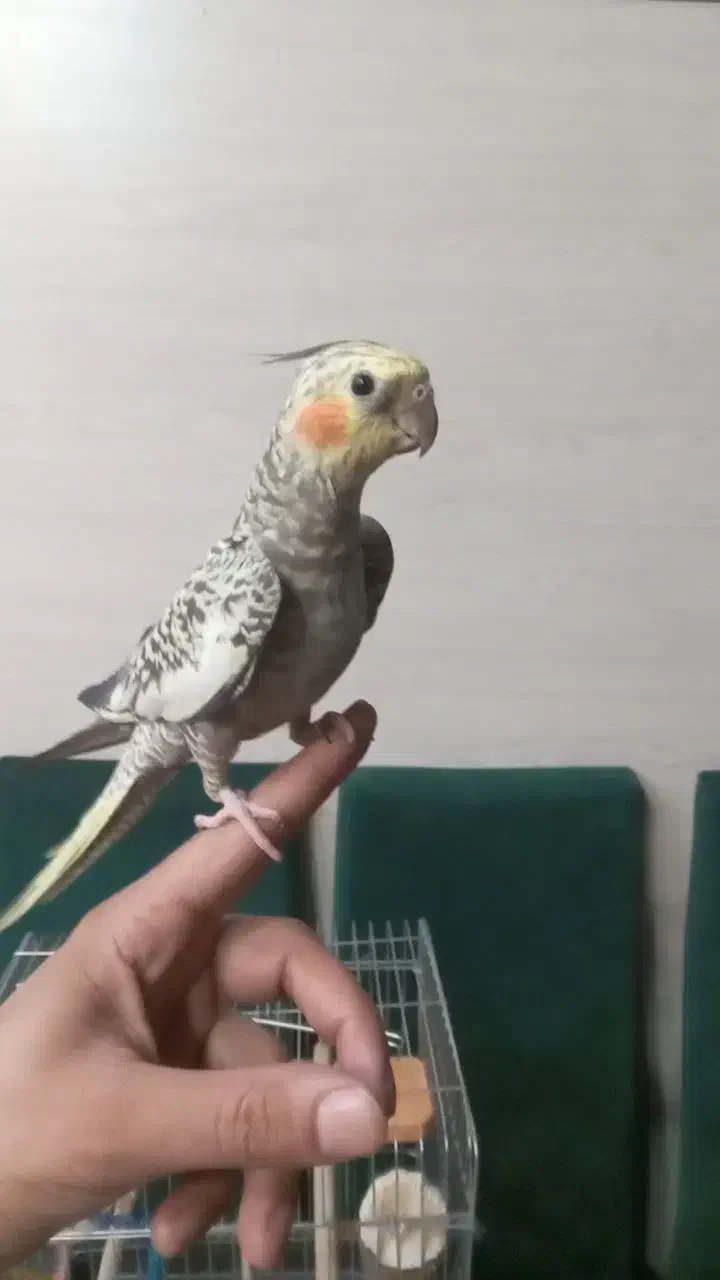 گمشده|حیوانات|تهران, جوادیه|دیوار