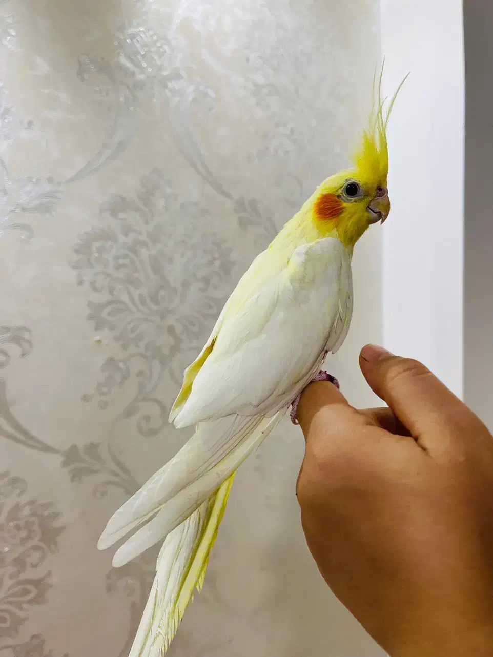 عروس هلندی ماده|پرنده|اردبیل, |دیوار