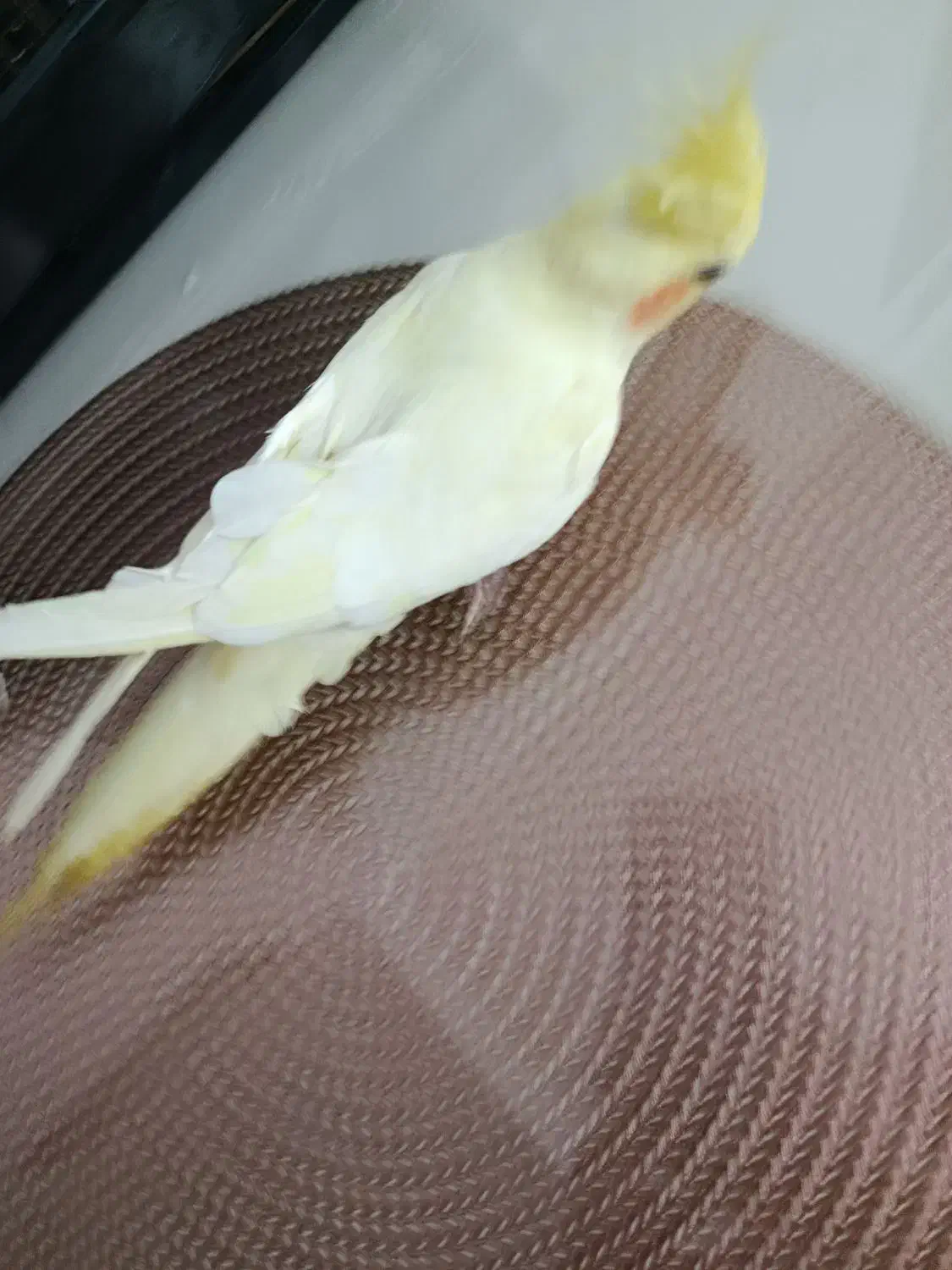 طوطی رام سخن گو|پرنده|محمدیه-قزوین, |دیوار