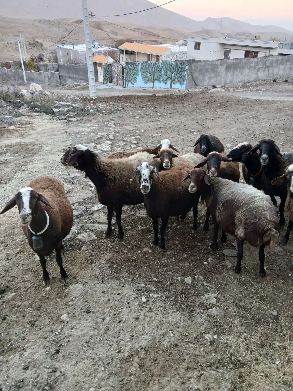 گوسفند داشتی|حیوانات مزرعه|بروجرد, |دیوار