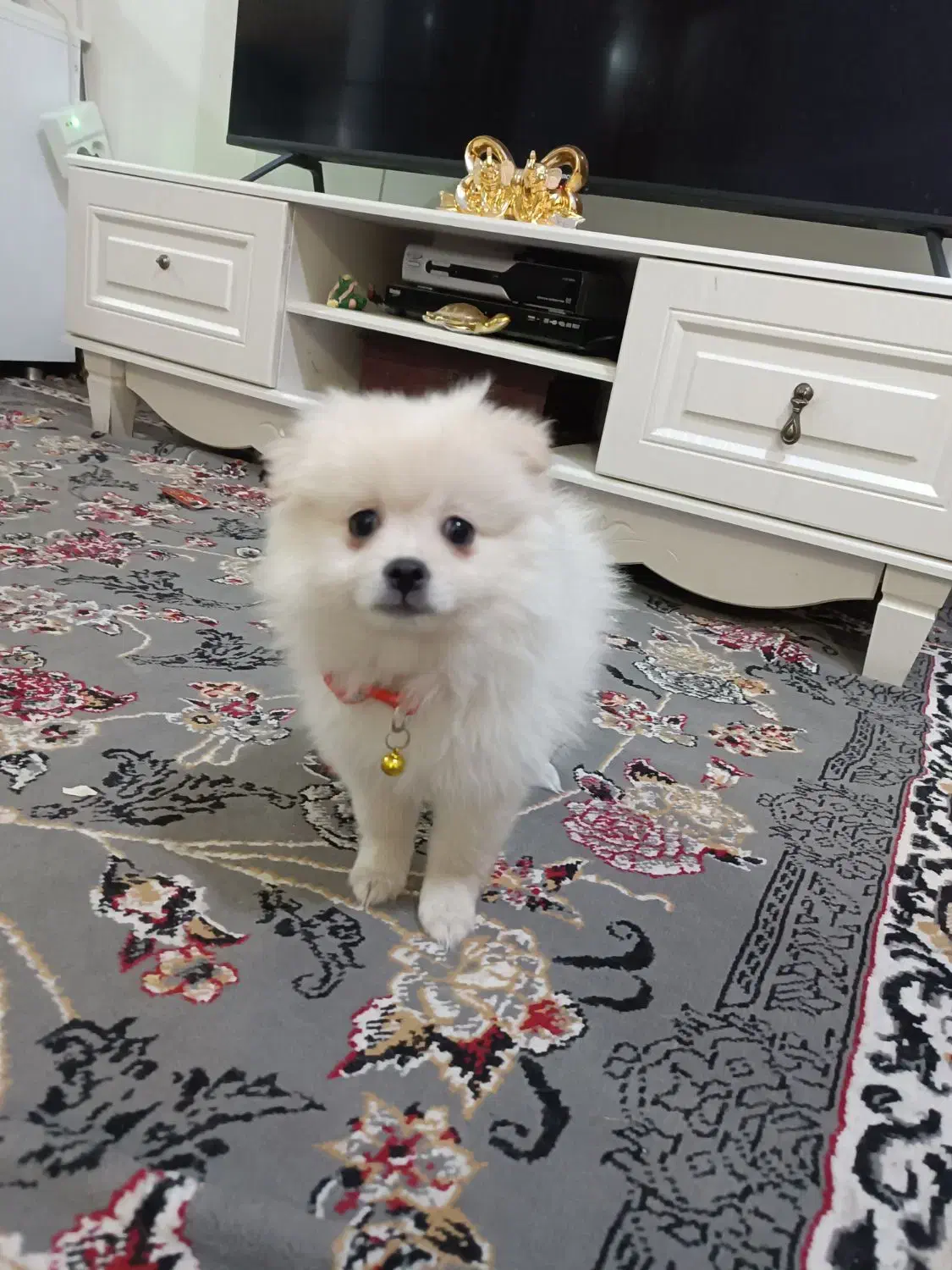 فروشی|سگ|قرچک, میرزائی شمالی|دیوار