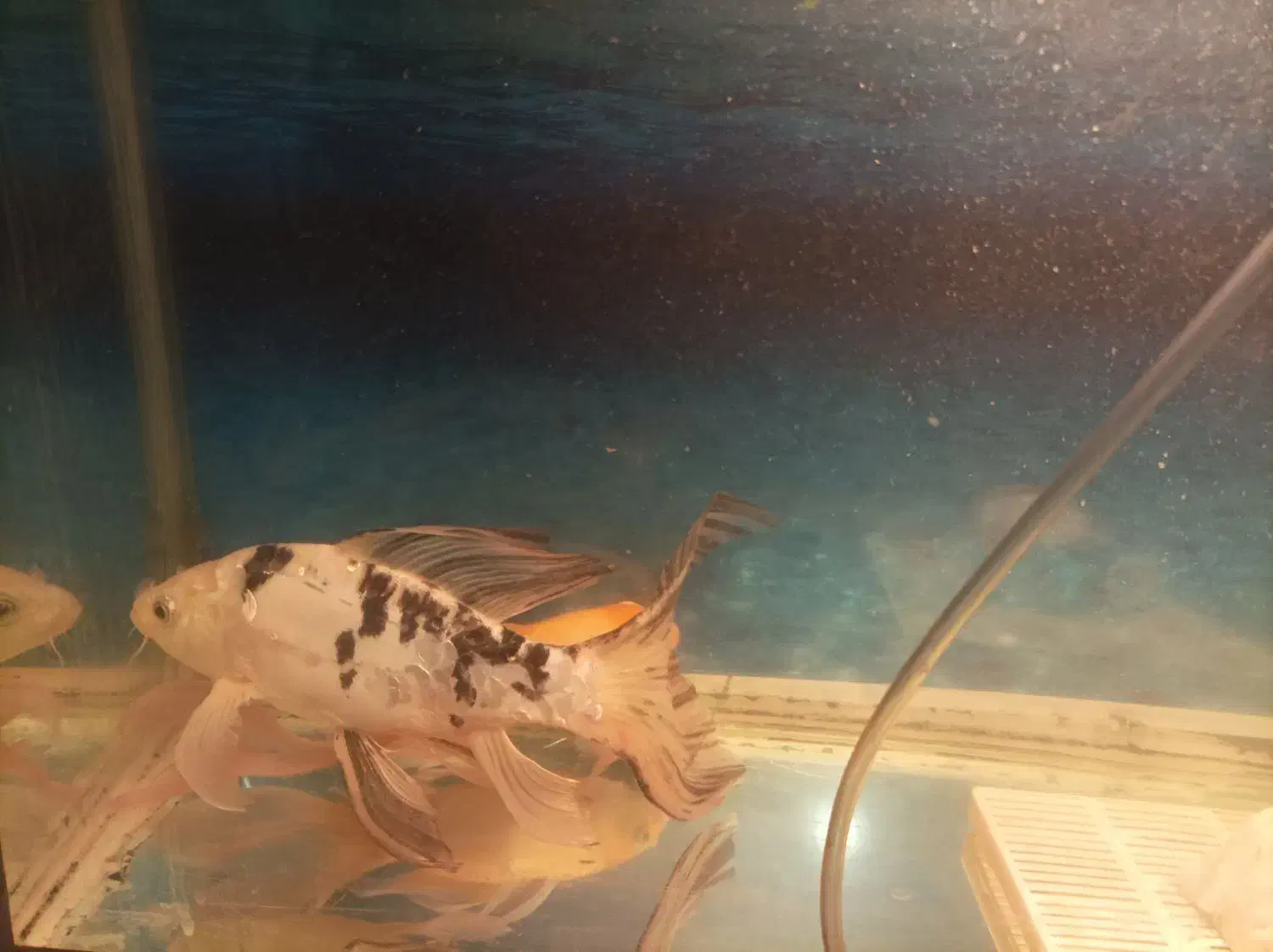 دوعدد ماهی کوی پوست چرم و باله بلند|ماهی|مشهد, حضرت حجت|دیوار