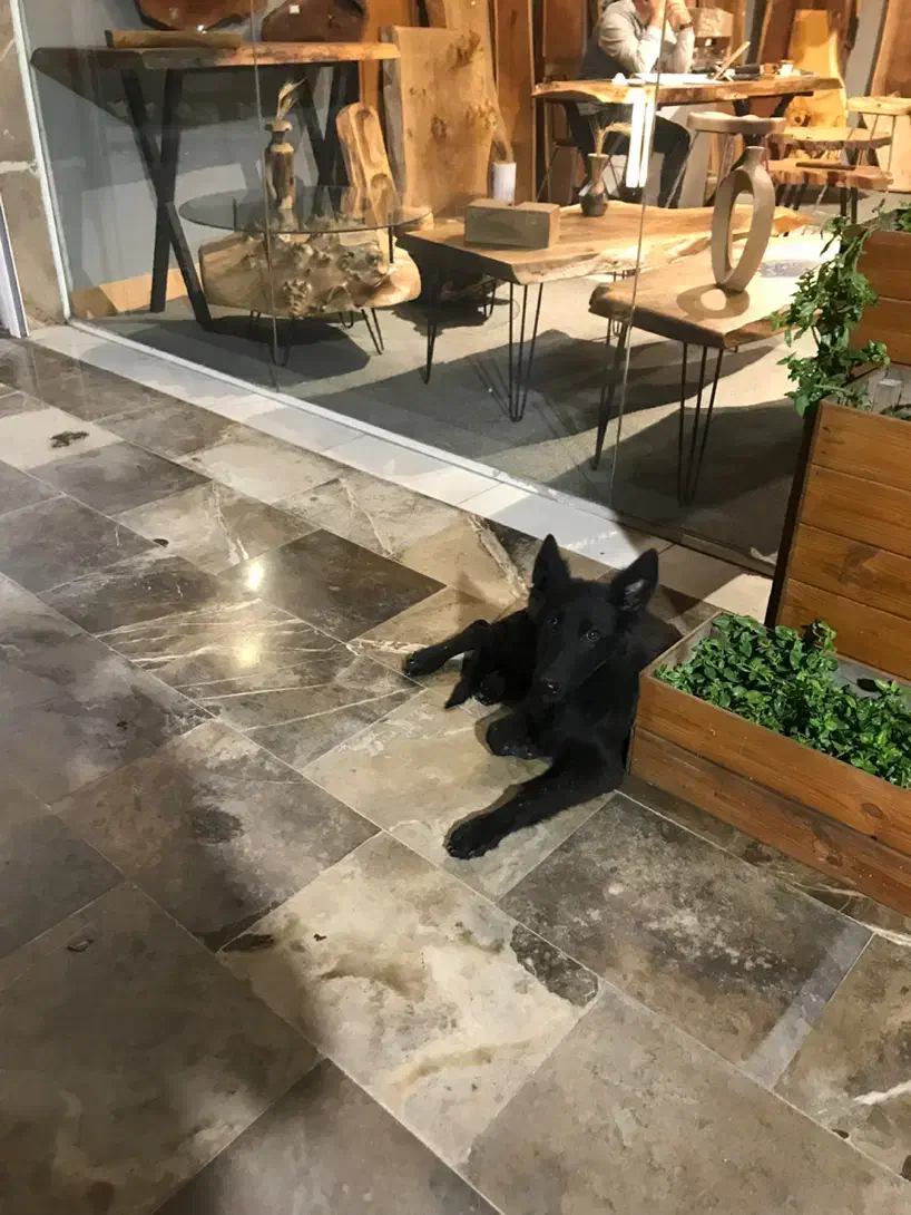 ژرمن بلک|سگ|ساری, |دیوار