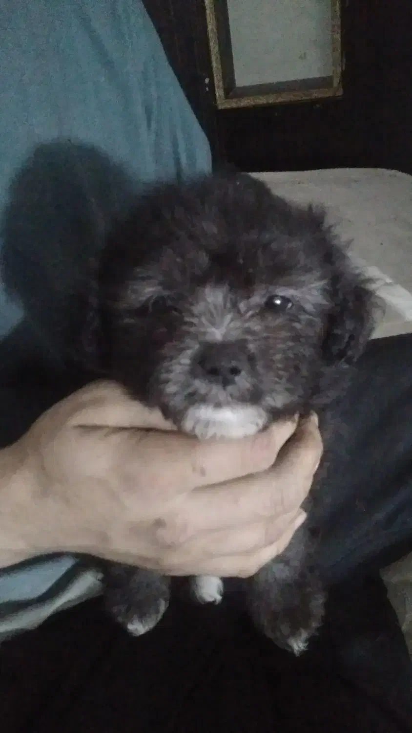 فروش توله سگ پامرانین|سگ|آمل, |دیوار