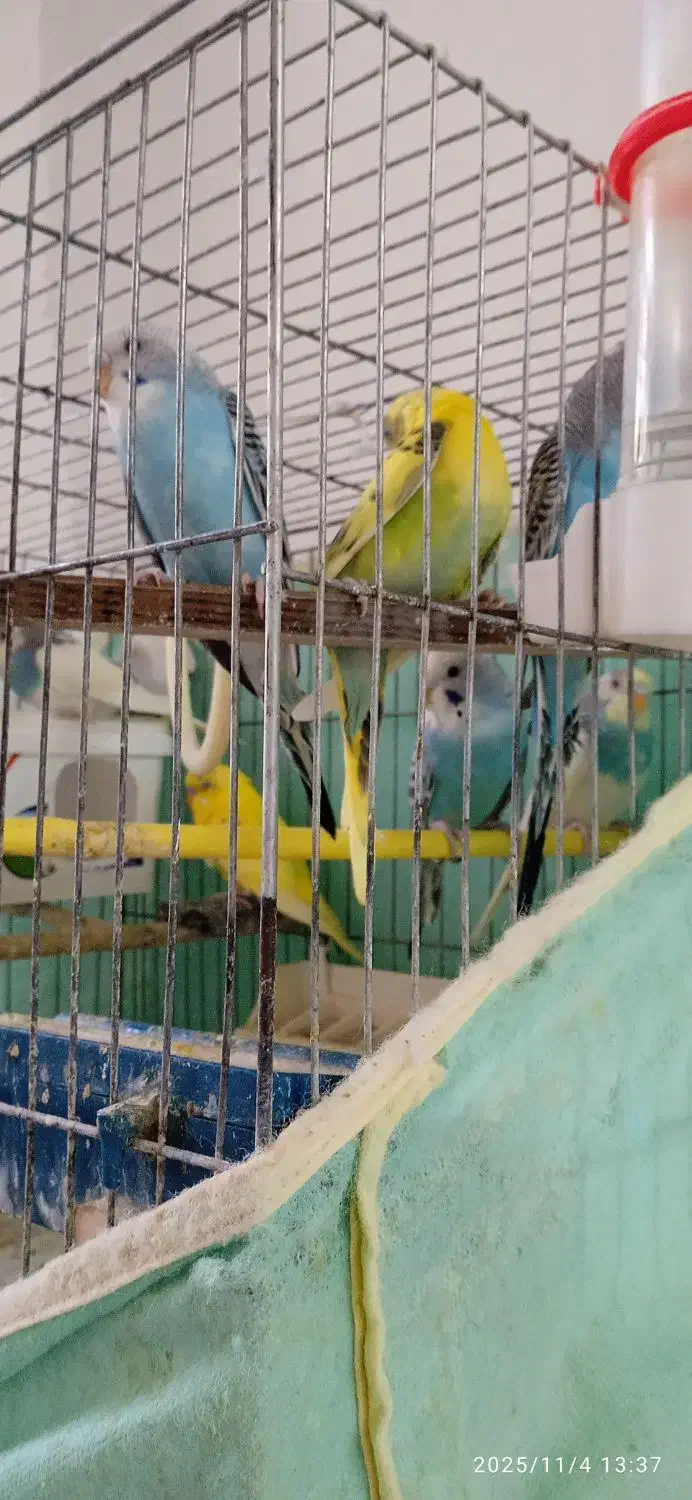 مرغ عشق|پرنده|رزن, |دیوار