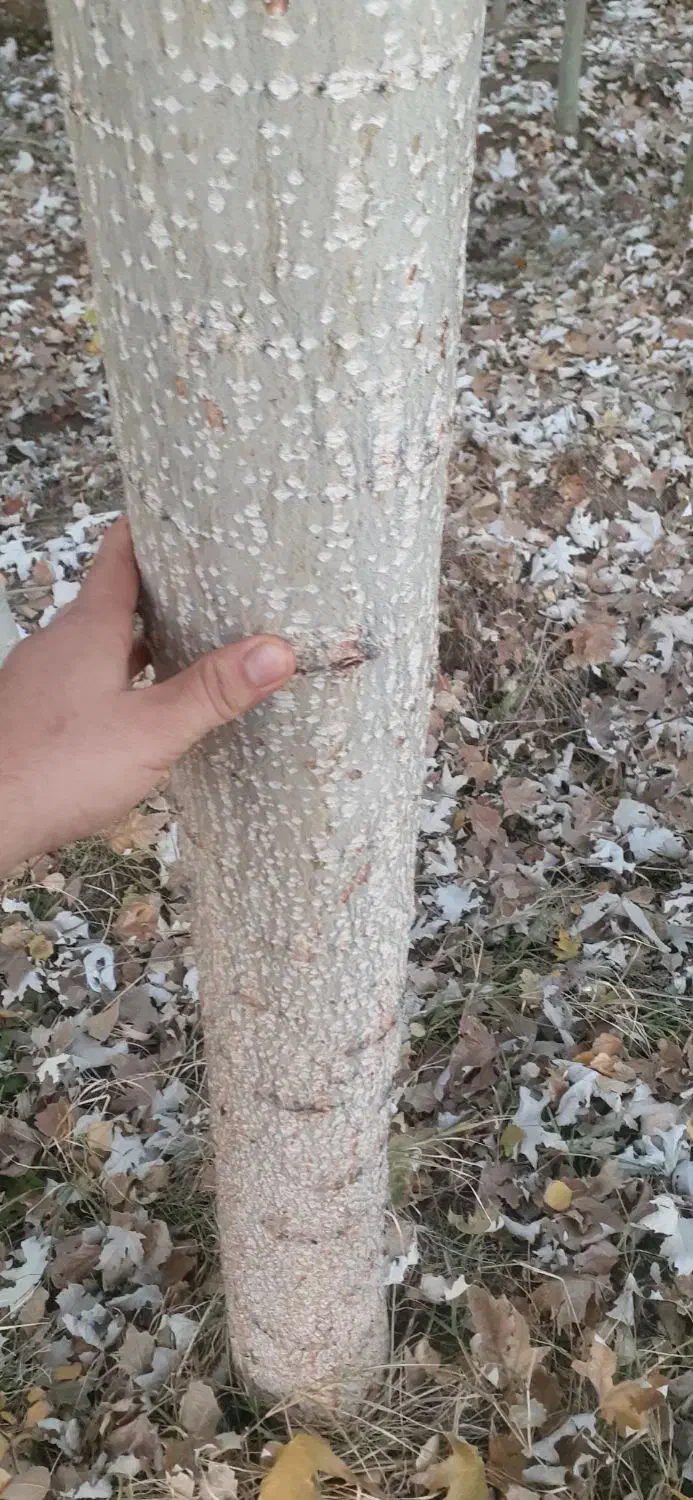 نهال صنوبرنیگرا اصل ترکیه وکبوده|خدمات باغبانی و درختکاری|قره ضیاالدین, |دیوار