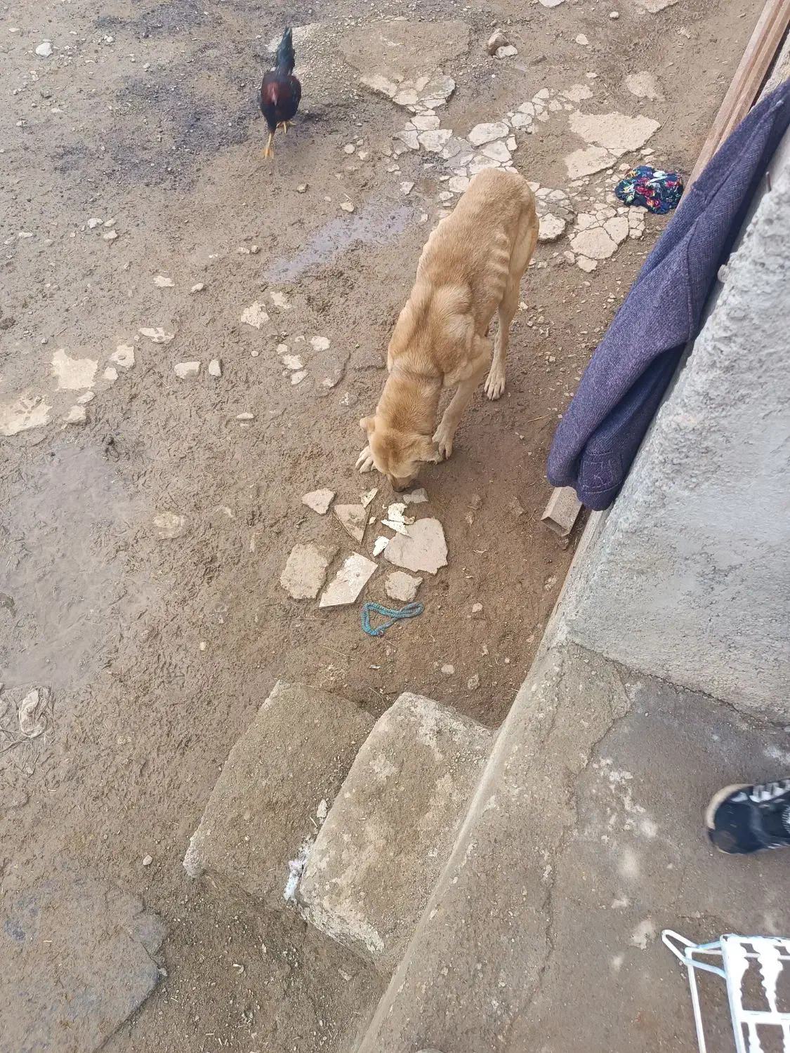 سگ دورگه|سگ|چهاردولی, |دیوار