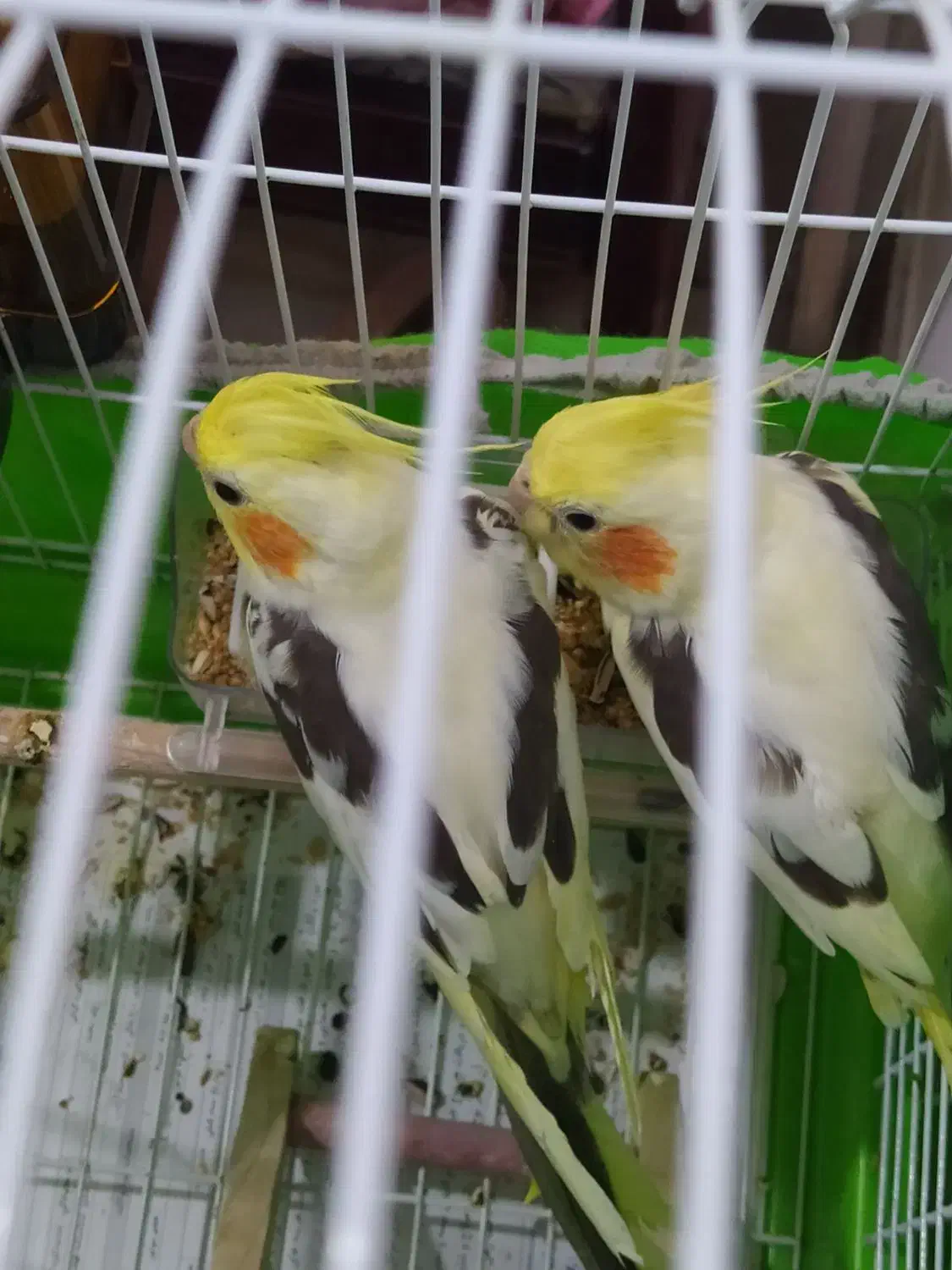 بهترین نژاد طوطی عروس زعفرانی نر|پرنده|رشت, سعدی (تختی)|دیوار