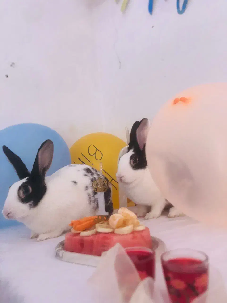 واگذاری رایگان ۲خرگوش ماده باهم|موش و خرگوش|مشهد, شهید آوینی|دیوار