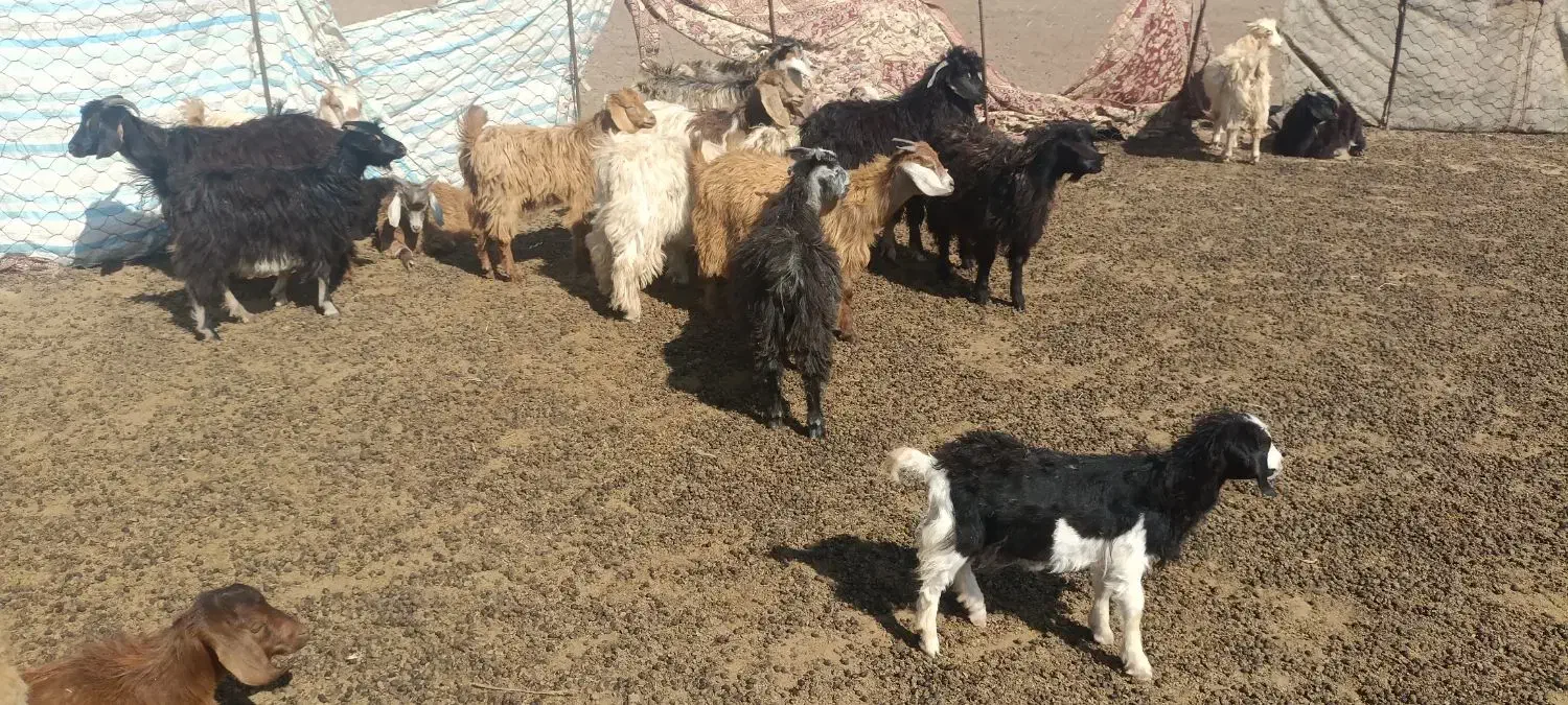 بزغاله بفروش میرسد|حیوانات مزرعه|اهر, |دیوار