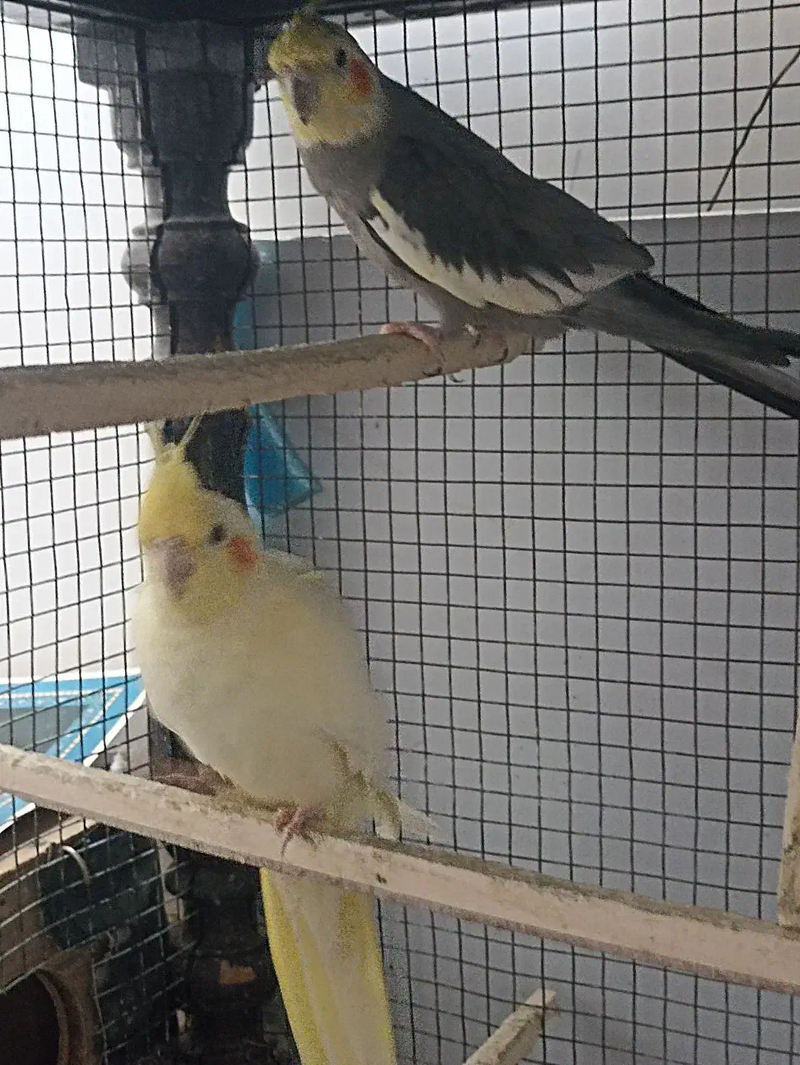 عروس هلندی (جفت)|پرنده|تربتحیدریه, مظفریه|دیوار