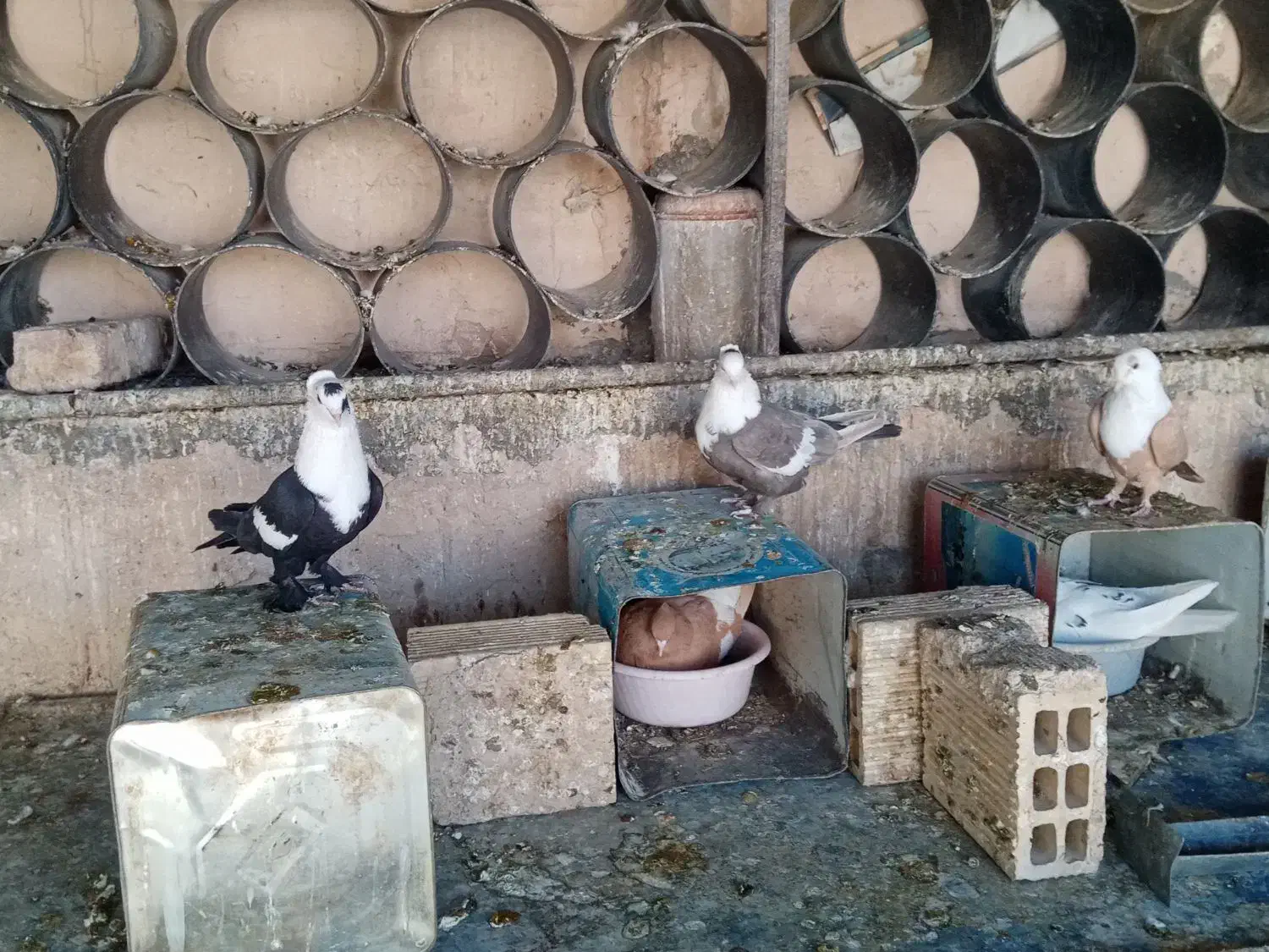 کبوتر رنگی|پرنده|اصفهان, باغ زرشک|دیوار