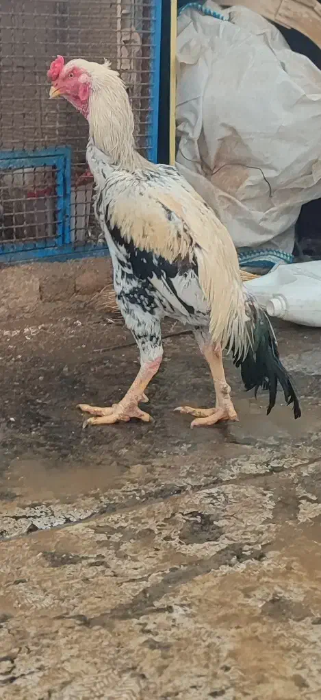 جوجه12ماهه زیبا|حیوانات مزرعه|مریوان, |دیوار