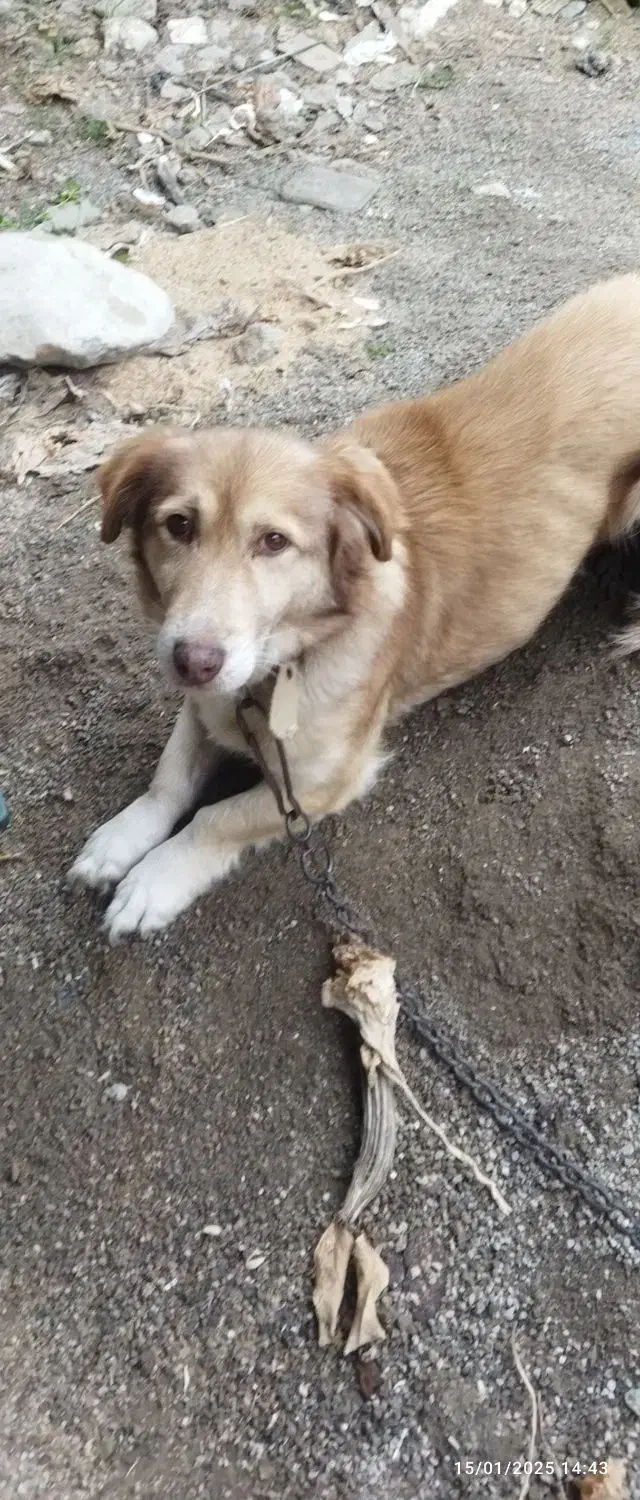 سگ پاکوتاه ماده|سگ|گرگان, |دیوار