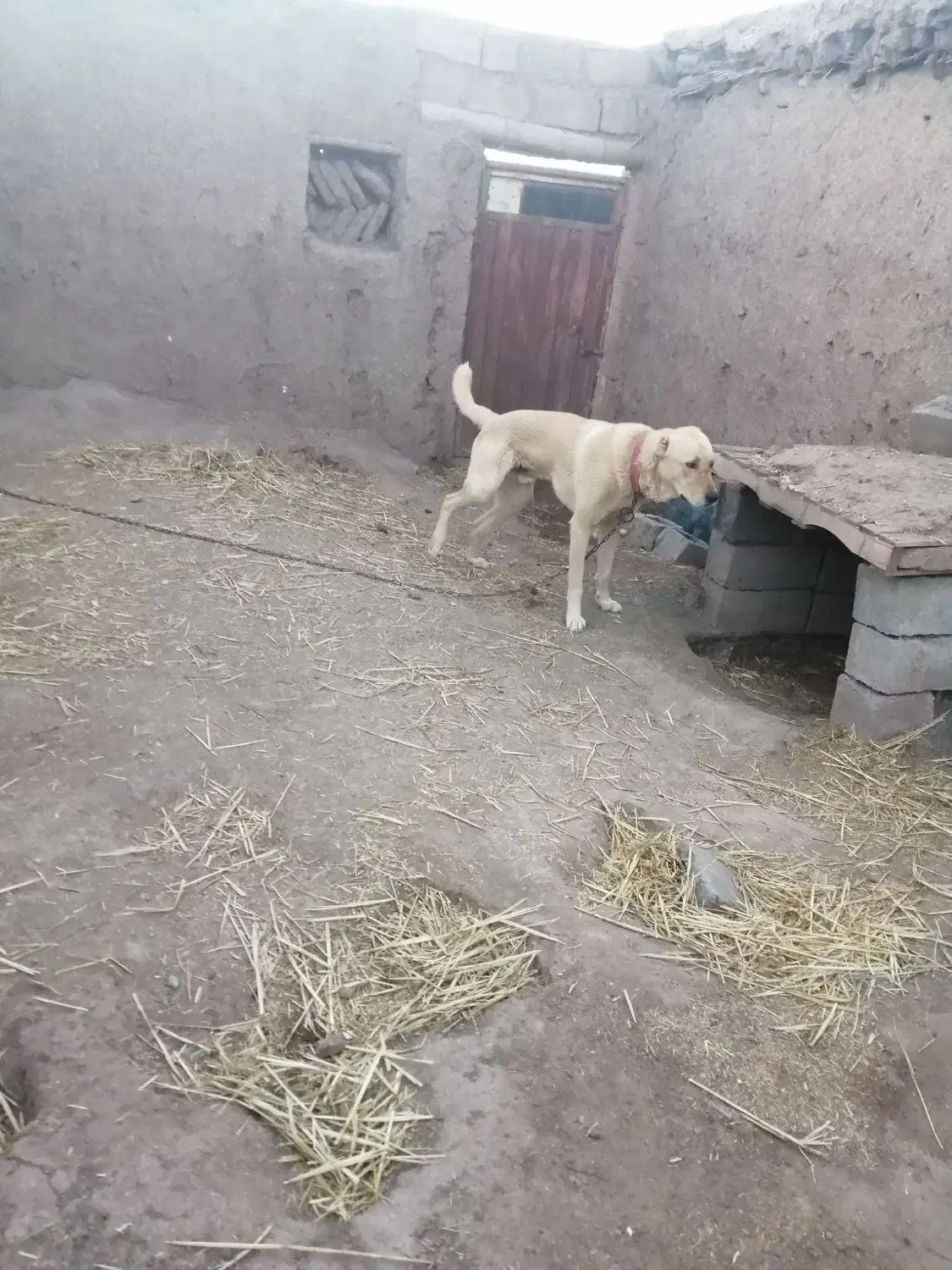 سگ نگ|سگ|نیشابور, بیمارستان عطار نیشابوری|دیوار