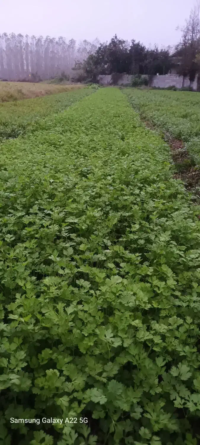 سبزی سرخ کردنی|خوردنی و آشامیدنی|طاهرگوراب, |دیوار