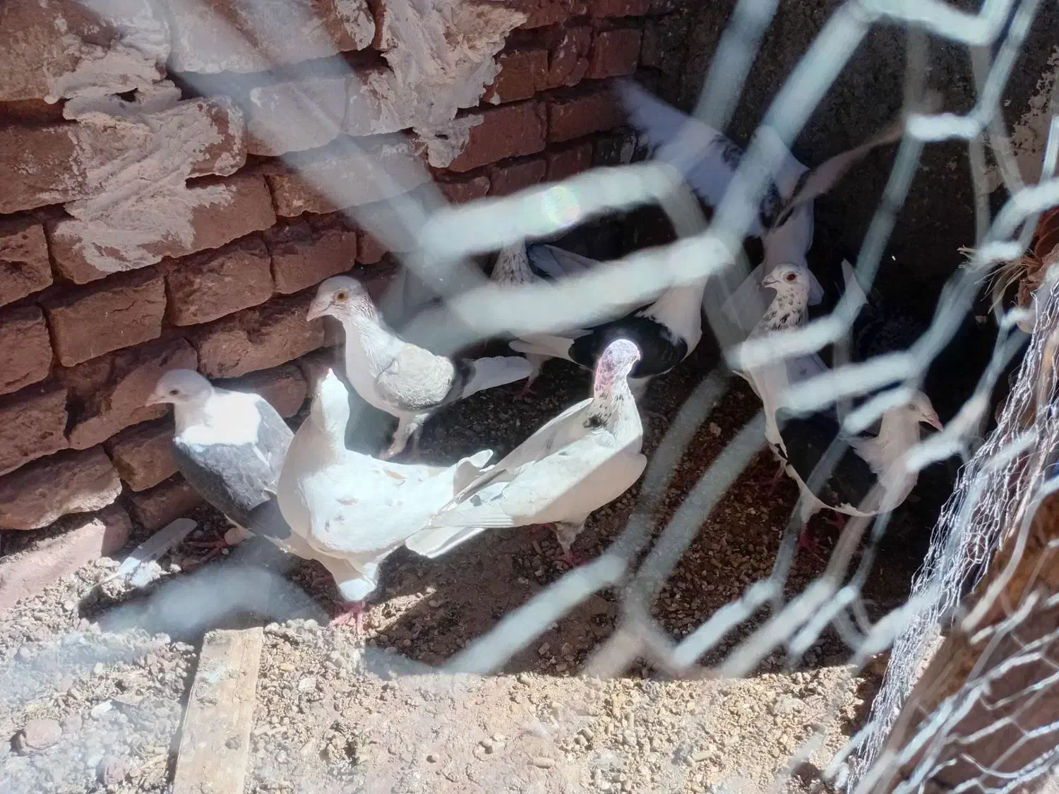 آلمانی پرشی|پرنده|زاوه, |دیوار