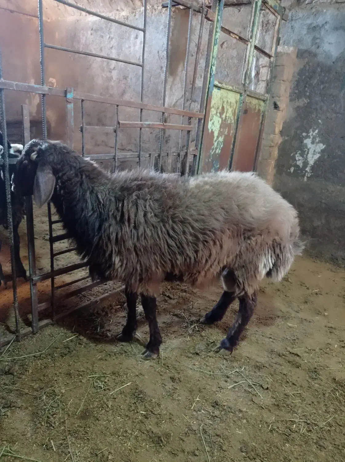 بره نر چاق جو خورده|حیوانات مزرعه|خنجین, |دیوار