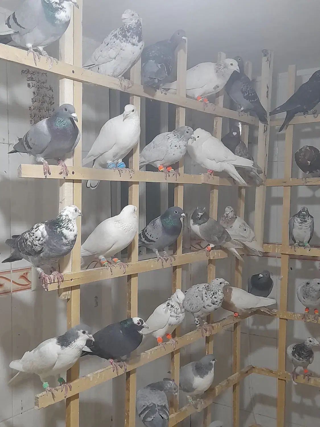 50تا حیون بوم ماله سرخس چق ساحل|پرنده|نیشابور, شهرک فیروزه|دیوار