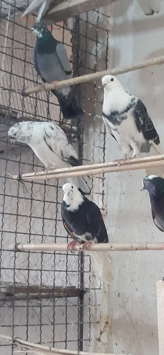 کبوتر پرشی|پرنده|کوهدشت, |دیوار