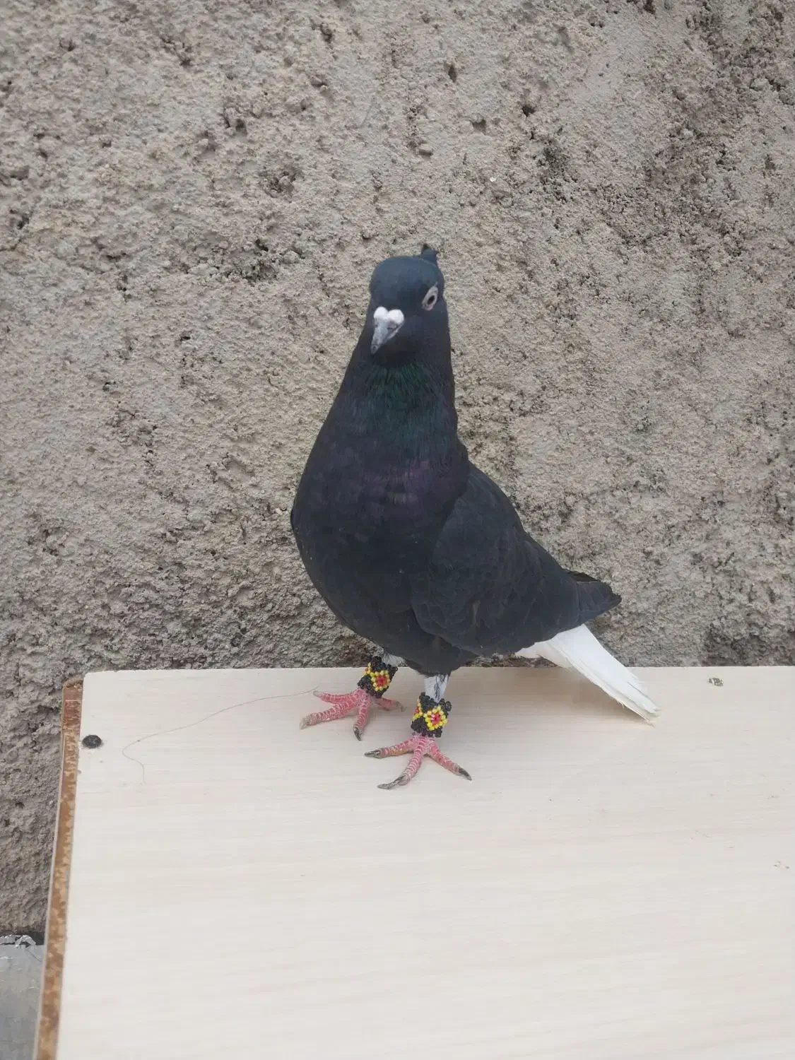 کبوتر دم سفید معاوضه با هفرنگ یا سهره|پرنده|قزوین, |دیوار