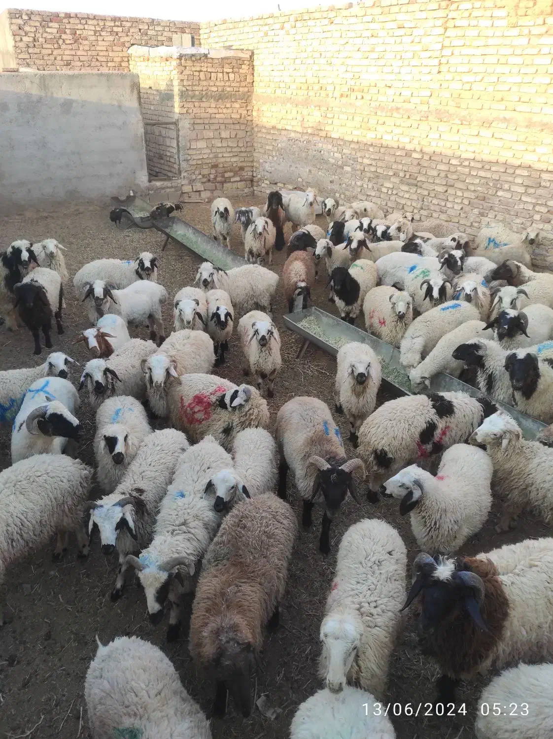 بره محلی|حیوانات مزرعه|زید آباد, |دیوار