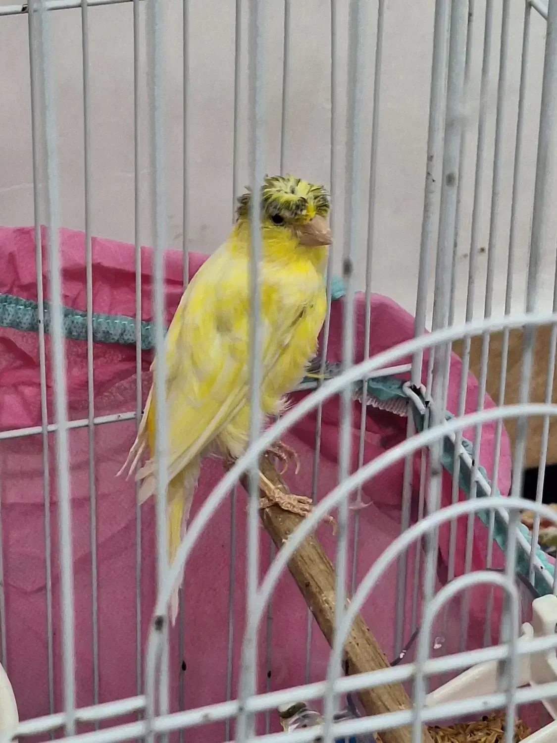 قناری ماده سالم|پرنده|رشت, عینک|دیوار