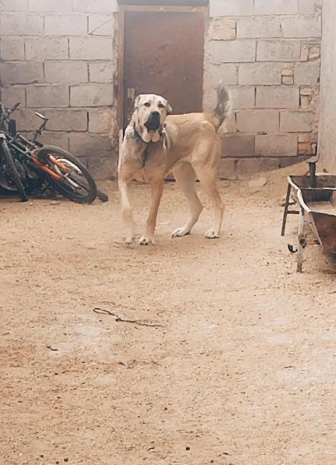 سگ گله|حیوانات مزرعه|قلندر آباد, |دیوار