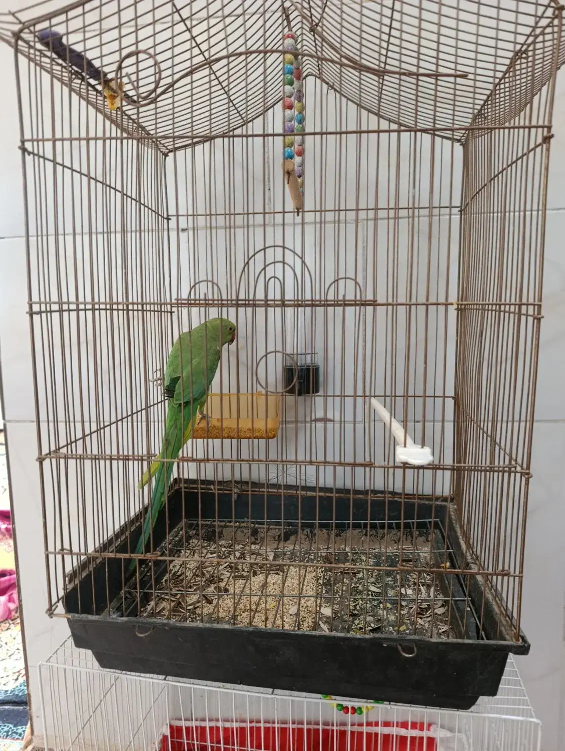 طوطی‌ملنگو|پرنده|تربت جام, شیخ احمد جامی|دیوار