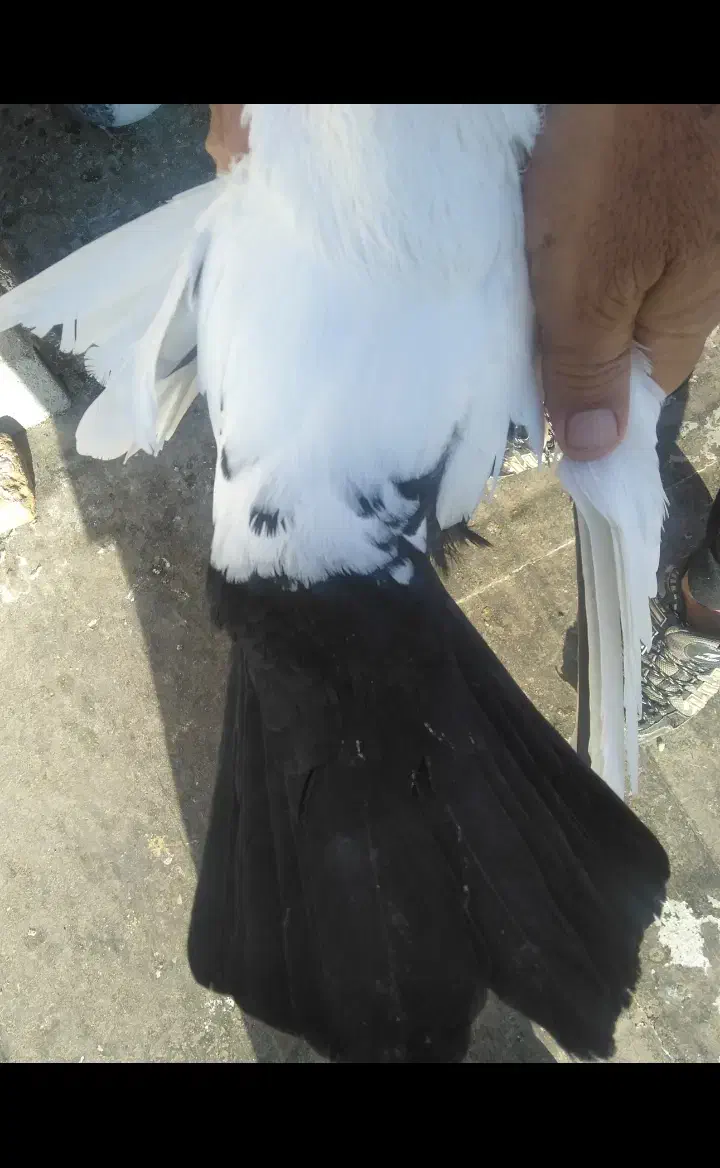 پرنده|پرنده|بیجار, |دیوار