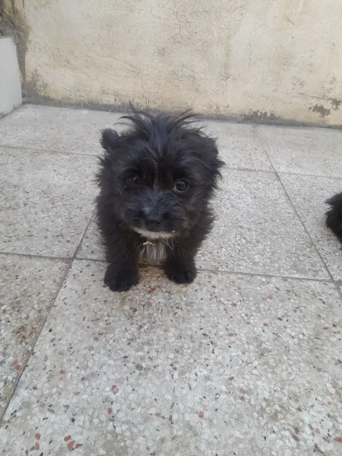 سگ شیدزو|سگ|خمینی‌شهر, |دیوار