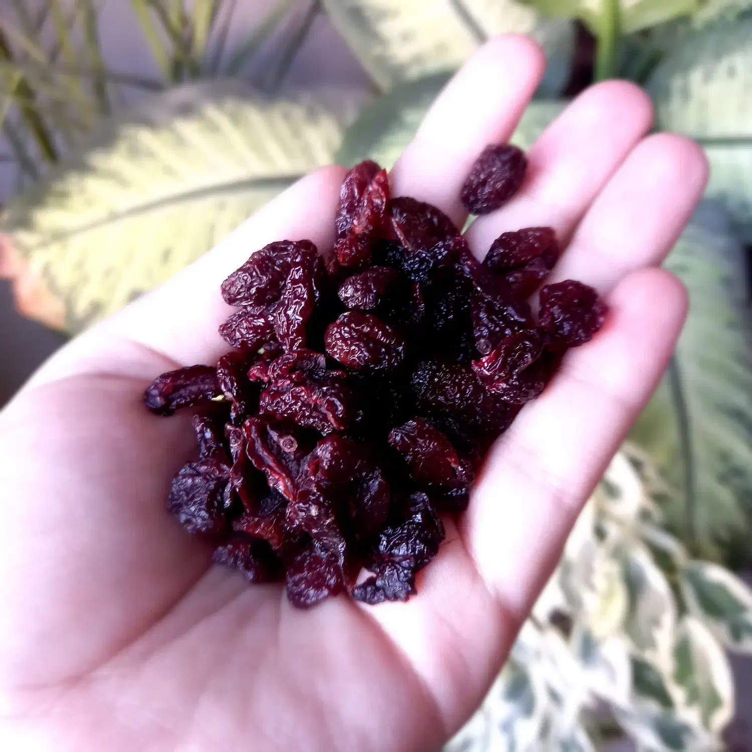 زغال اخته خشک بدون هسته|خوردنی و آشامیدنی|فردیس, شهرک ۱۱۰|دیوار