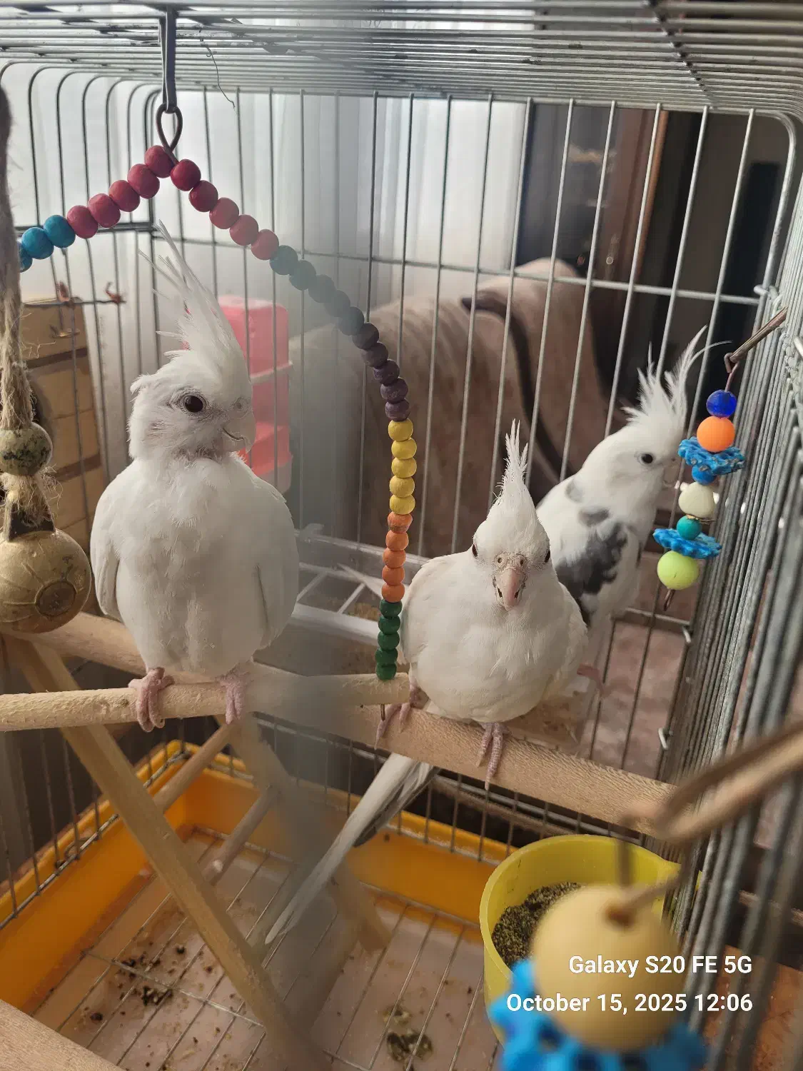 عروس هلندی جفت|پرنده|شیراز, جمهوری|دیوار