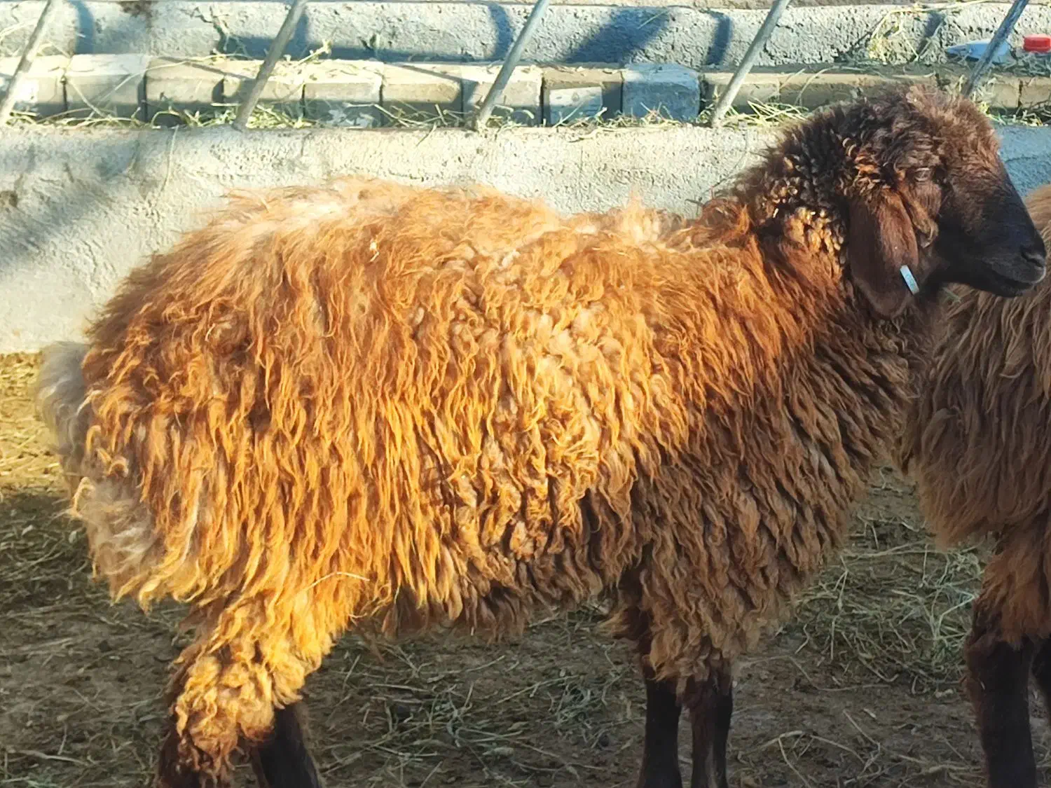 فروش گوسفند همو|حیوانات مزرعه|شیروان (خراسان), |دیوار