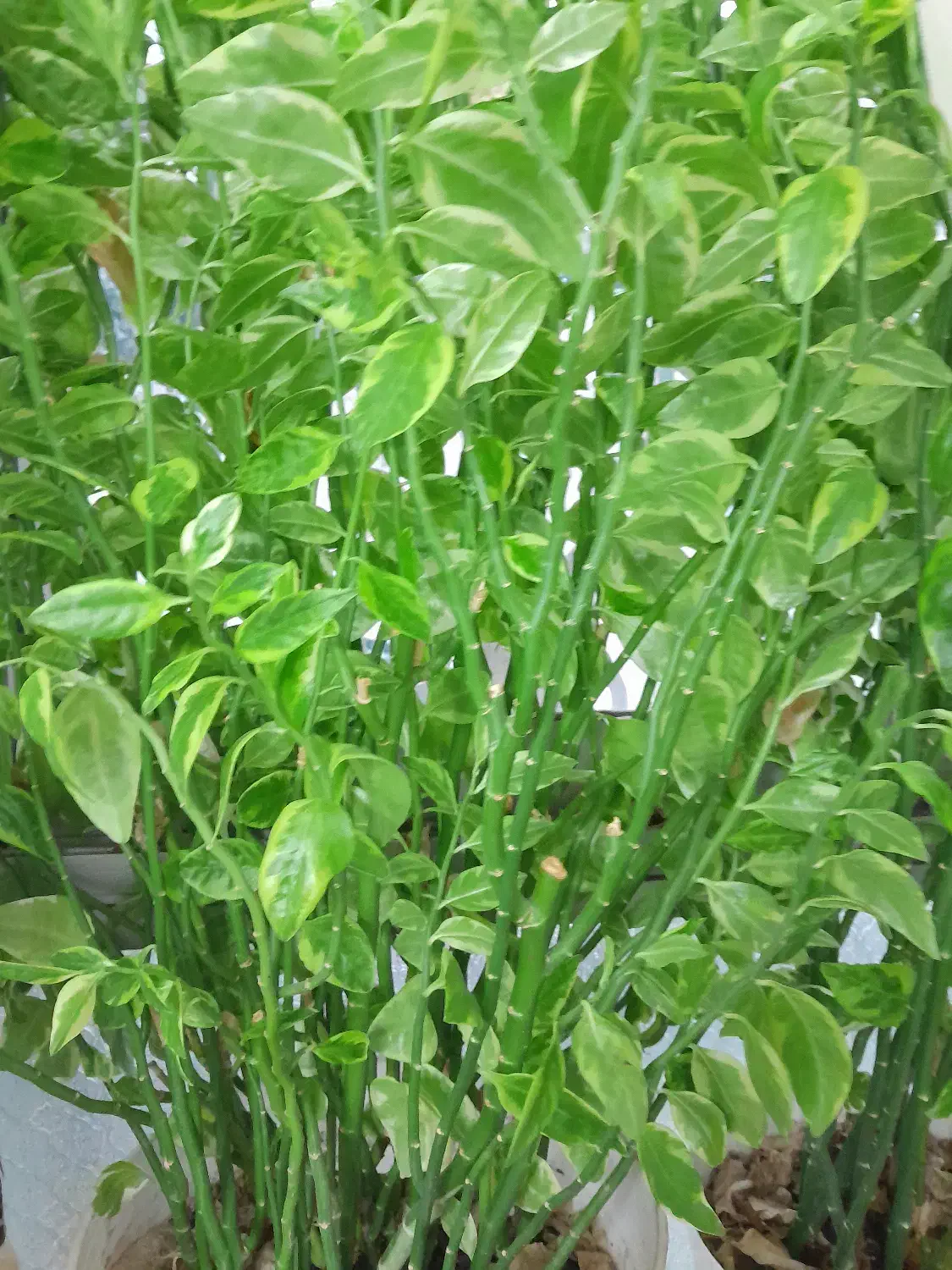 گل.پدلانتوس|گل و گیاه طبیعی|رشت, پل تالشان|دیوار