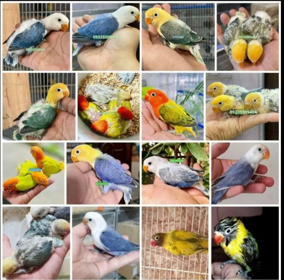 دریای طوطی برزیلی نر ماده رام دستی سخنگو همه رنگ|پرنده|تهران, سلسبیل شمالی|دیوار