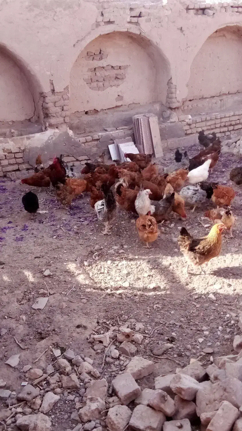 ۵۰تا مرغ طاقچه تخم گذار|حیوانات مزرعه|تربت جام, جامرود|دیوار