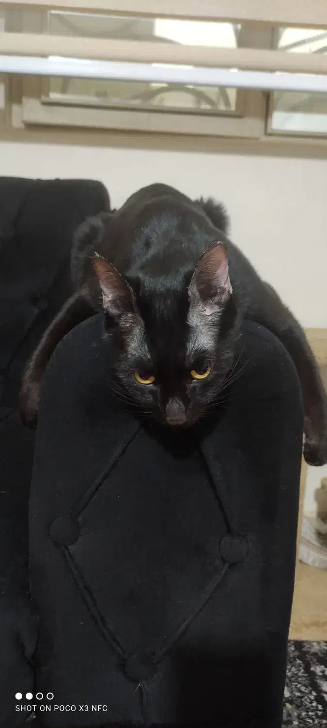 واگذاری رایگان گربه|گربه|تهران, مینای شمالی (مخبر)|دیوار