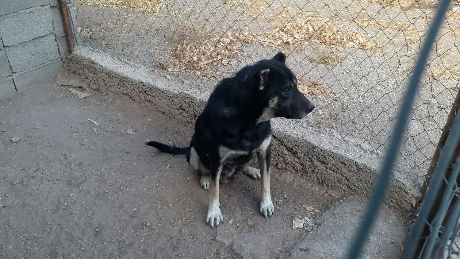 سگ ماده|سگ|زنجان, |دیوار