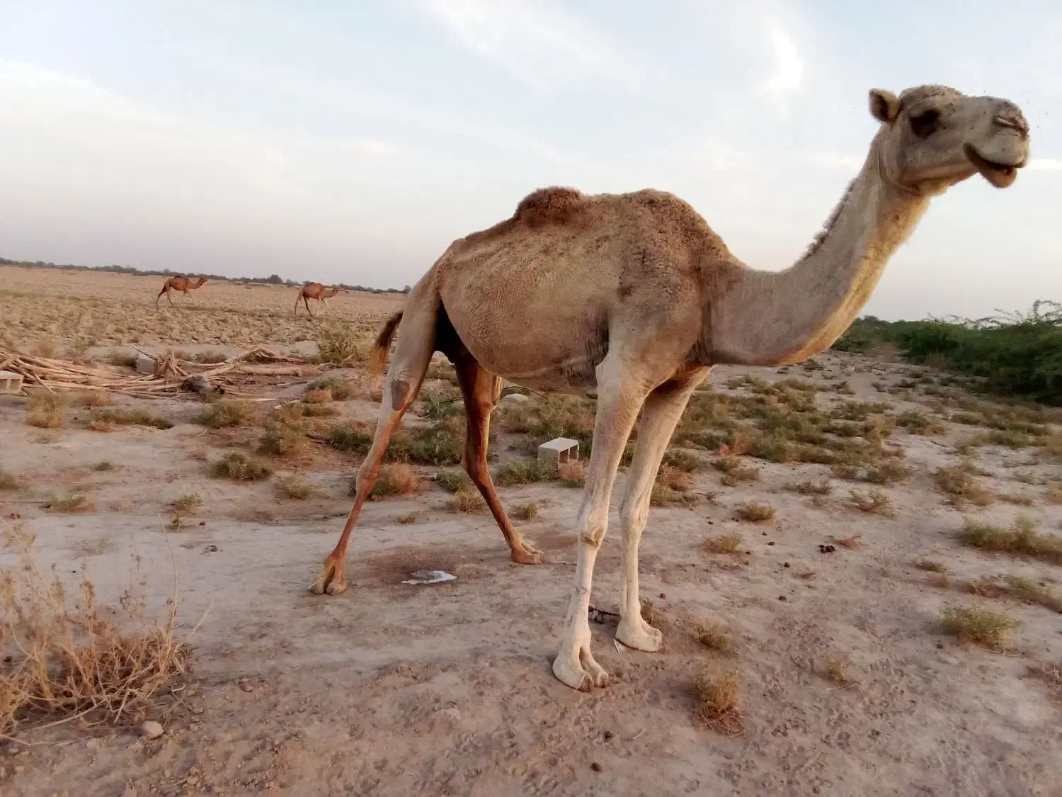 شتر ماده|حیوانات مزرعه|میناب, |دیوار