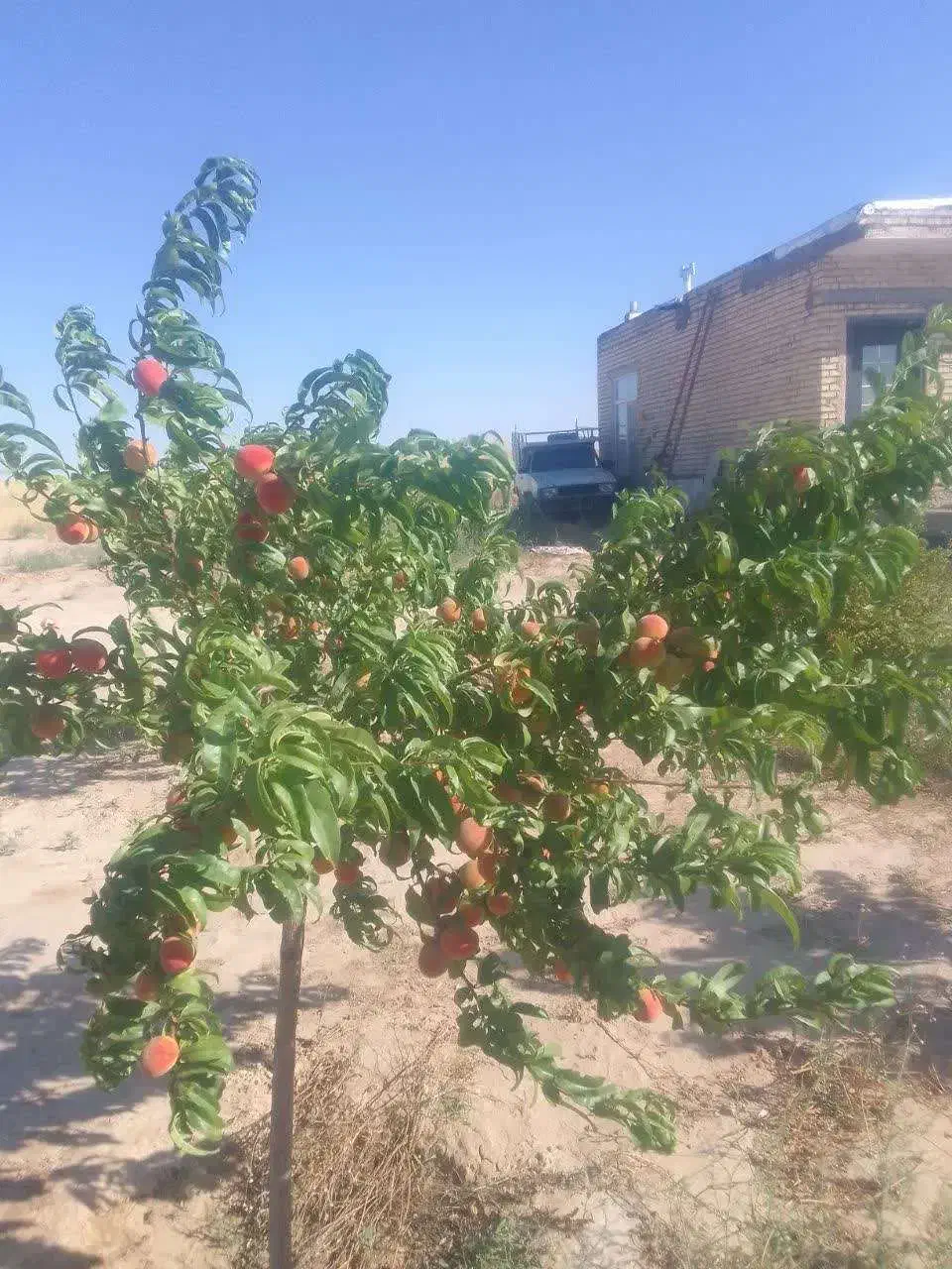 خانه 140 متری با 1000 متر زمین|فروش خانه و ویلا|رضویه, |دیوار