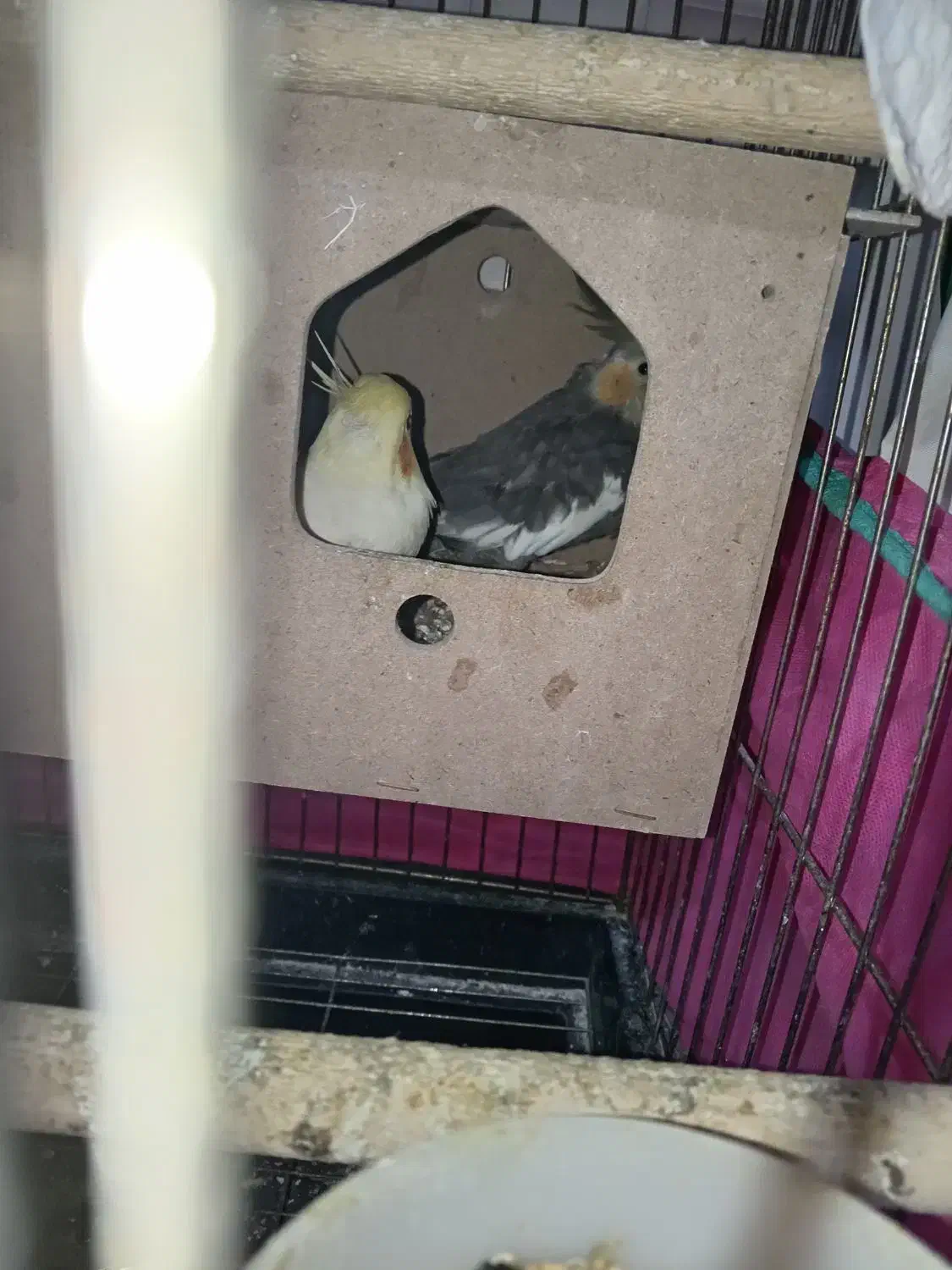 جفت عروس هلندی با تخم وجوجه سخنگو|پرنده|باوی, |دیوار