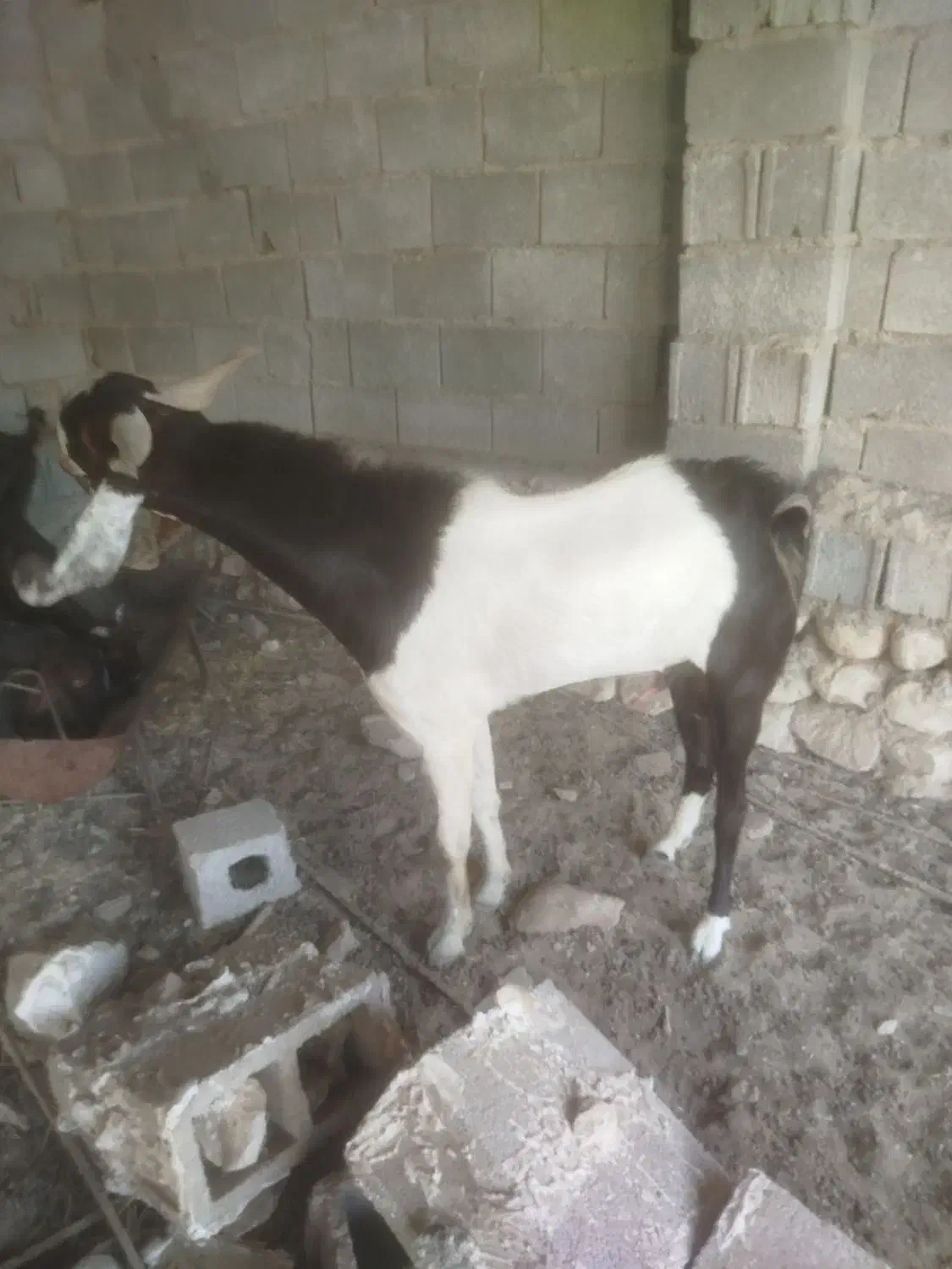 فروش پازن توافقی|حیوانات مزرعه|شیراز, باباکوهی|دیوار