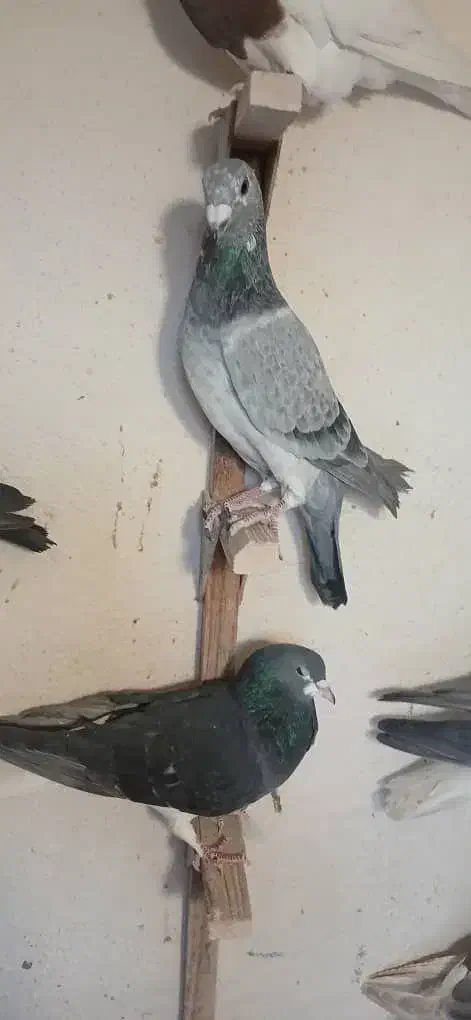 کبوتر|پرنده|مرودشت, استادیوم|دیوار