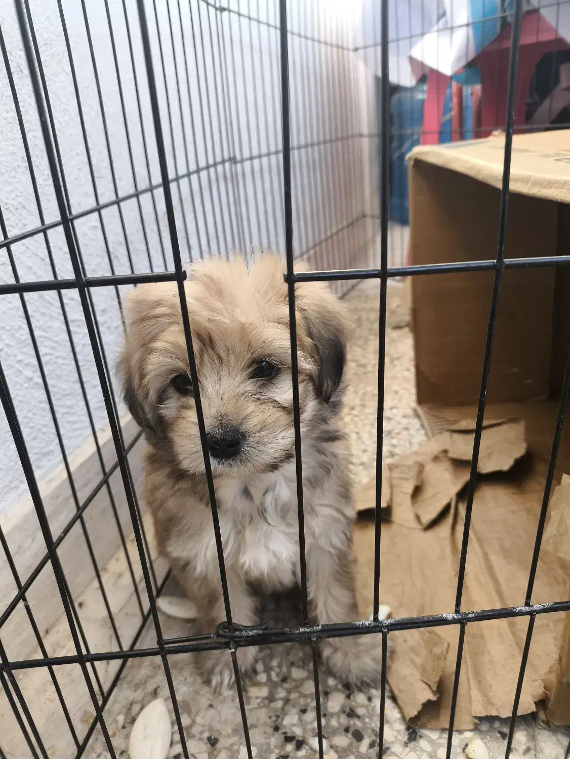 واگزاری سگ باعروس هلندی هم تعویض میکنم|سگ|صدرا-فارس, فاز ۱|دیوار